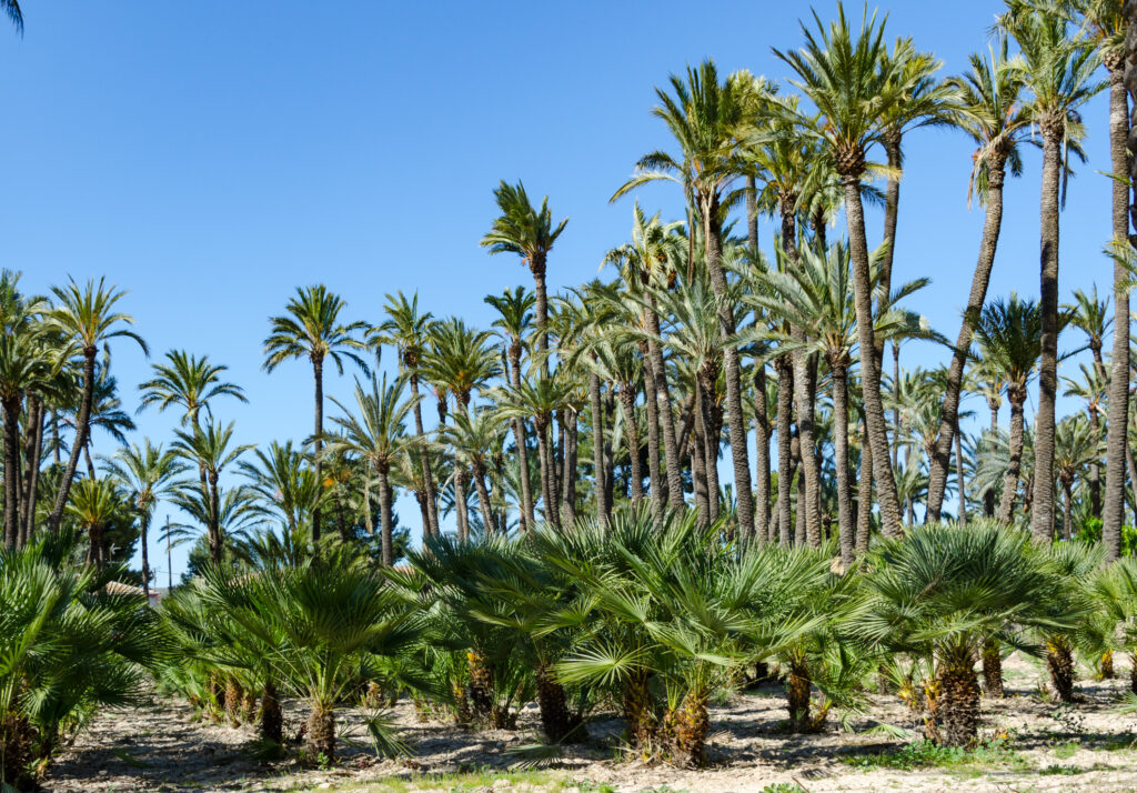 エルチェの椰子園
