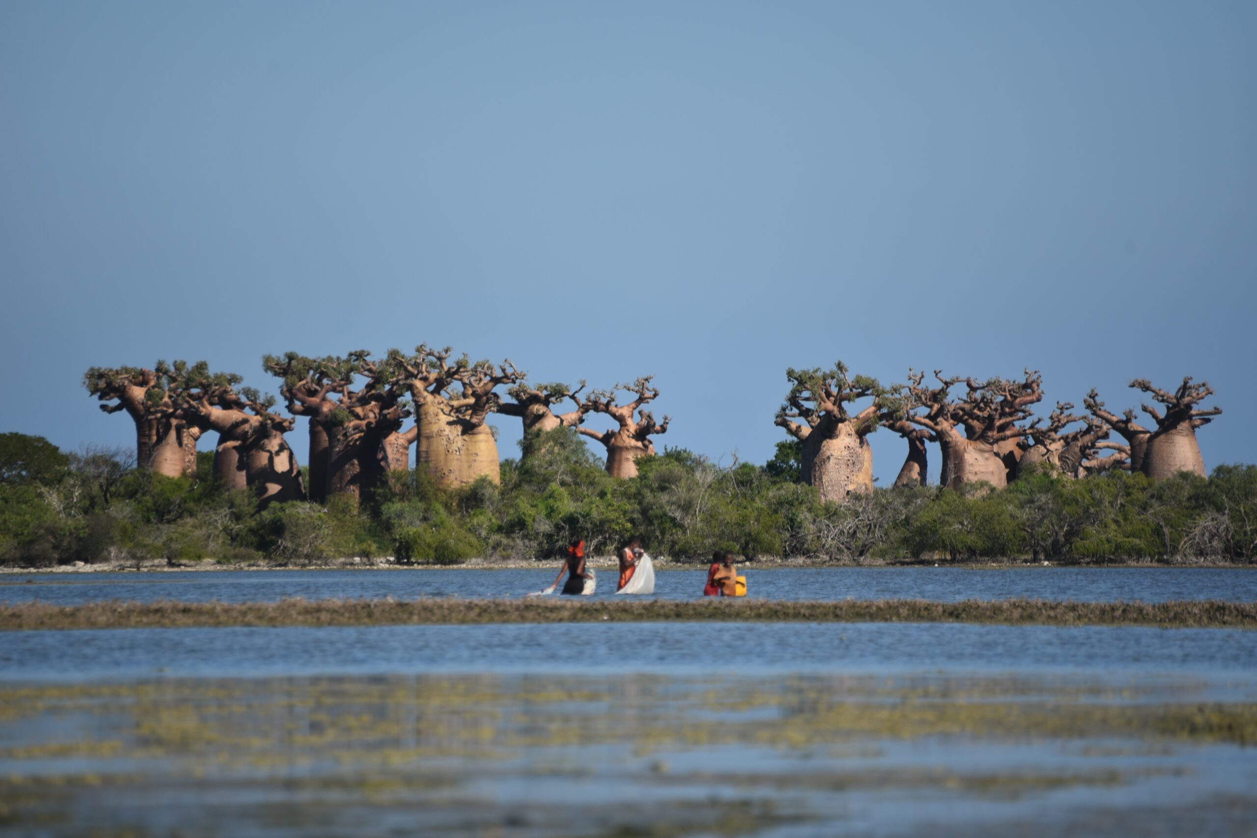 アンドレファナ乾燥林群