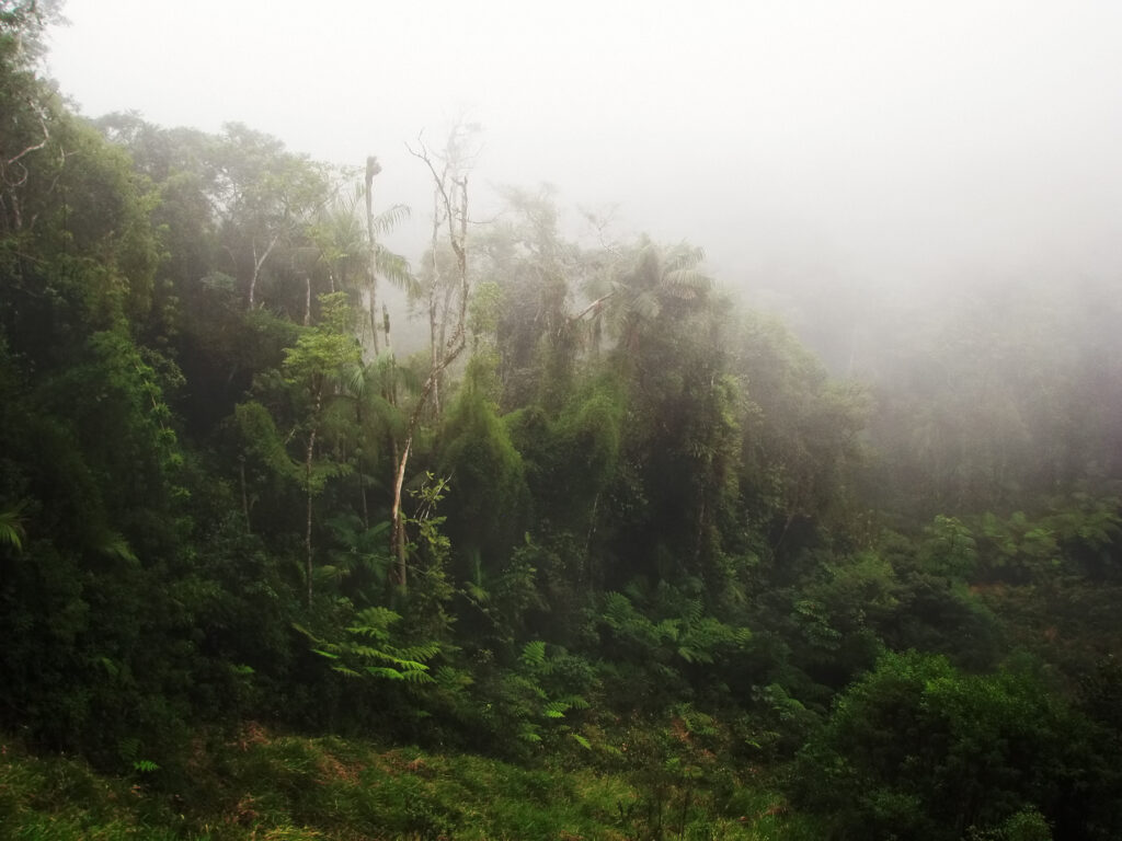 サウス・イースト大西洋沿岸森林保護区群