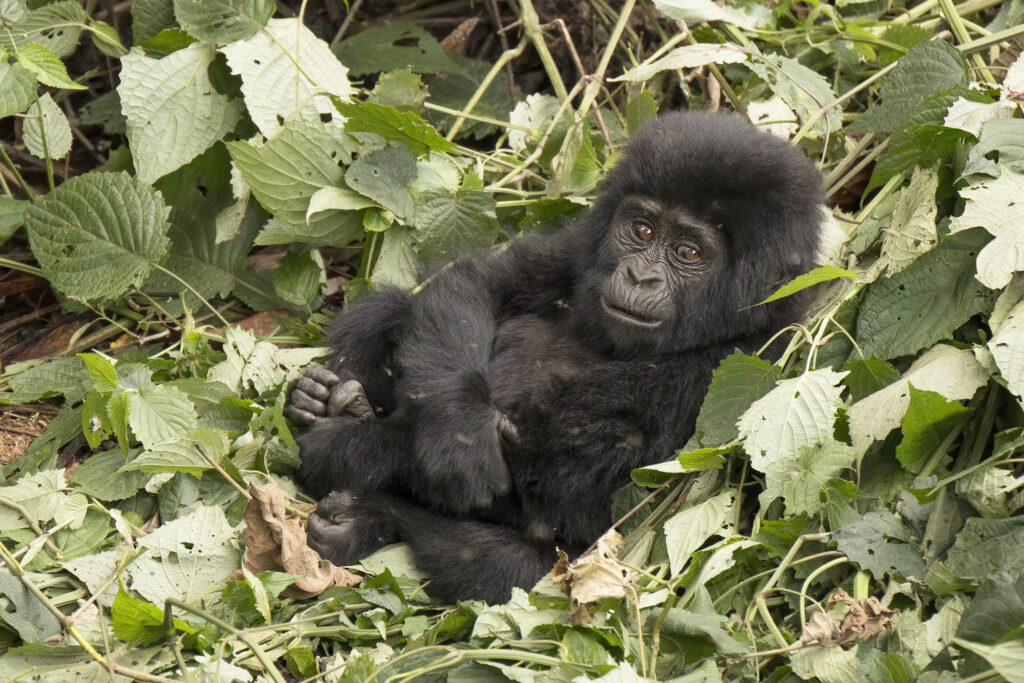 ブウィンディ原生国立公園