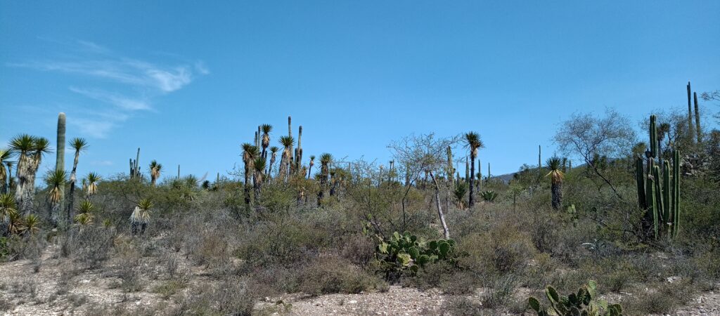 テワカンとクイカトランの渓谷：メソアメリカの起源となる環境
