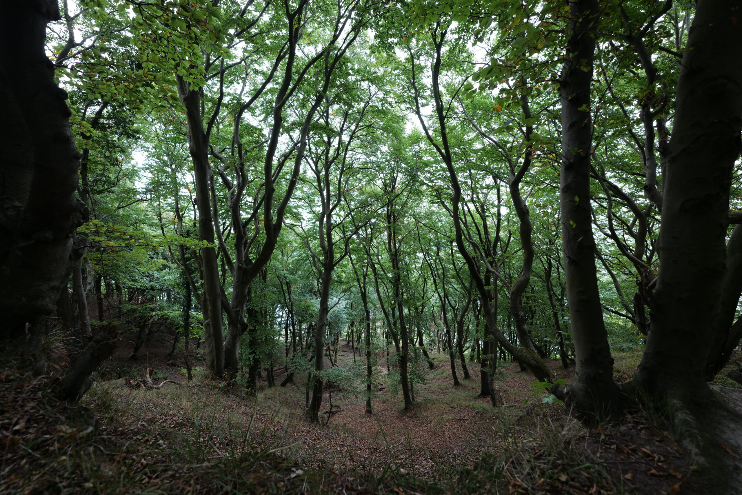 カルパティア山脈と他のヨーロッパ地域のブナ原生林