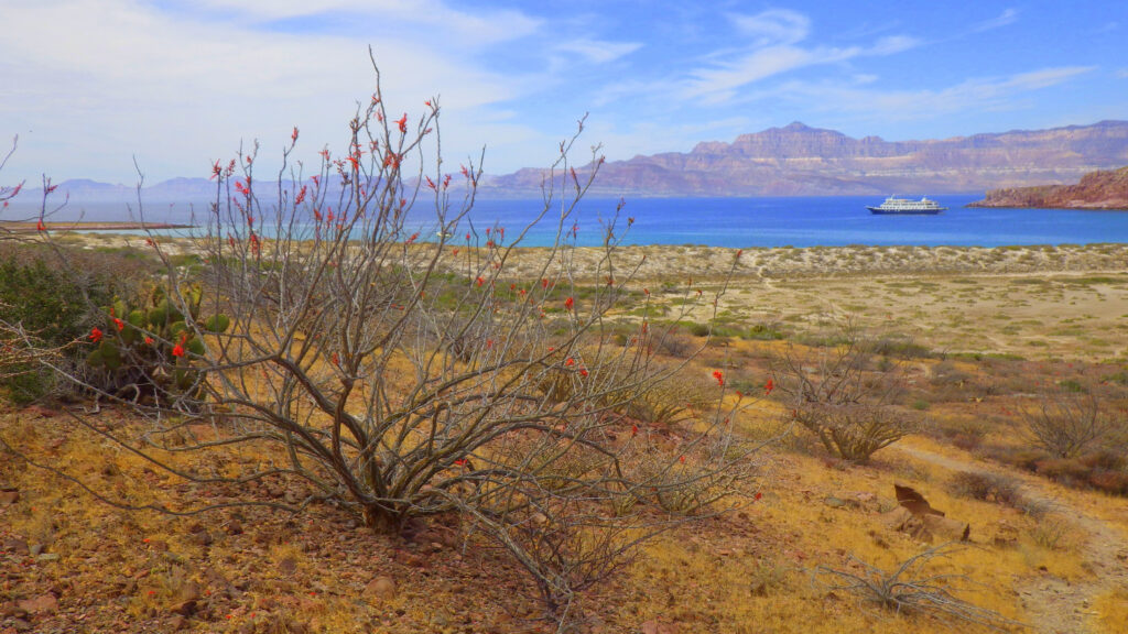 カリフォルニア湾の島々と自然保護区群
