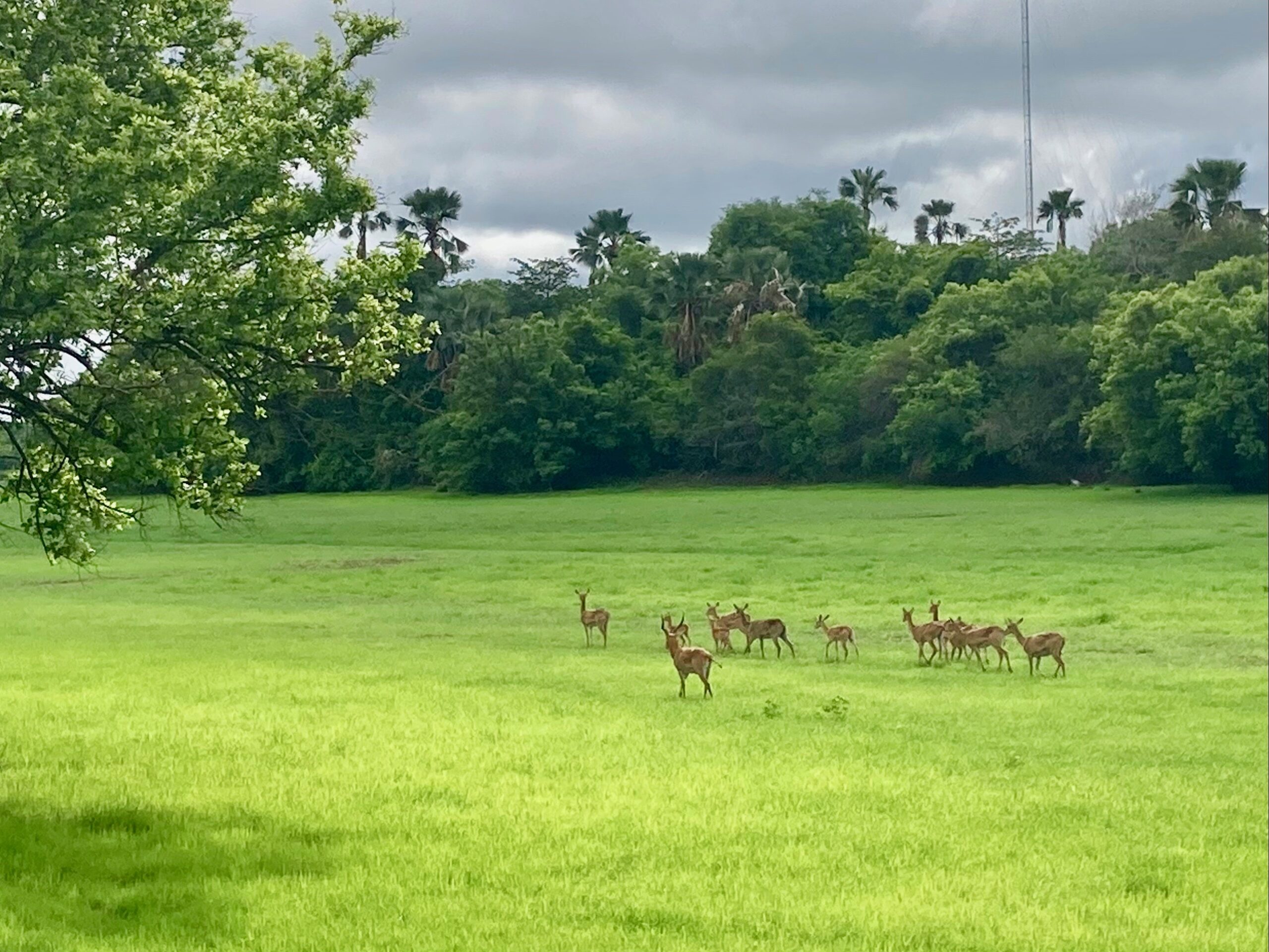 ニョコロ・コバ国立公園