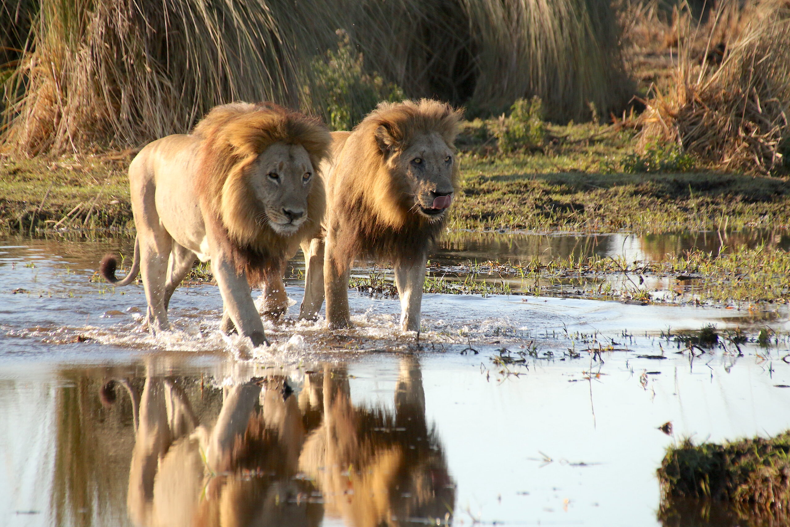 オカバンゴ・デルタ