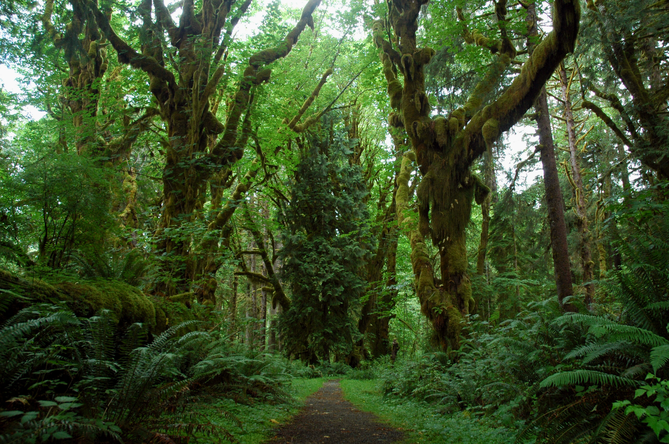 オリンピック国立公園