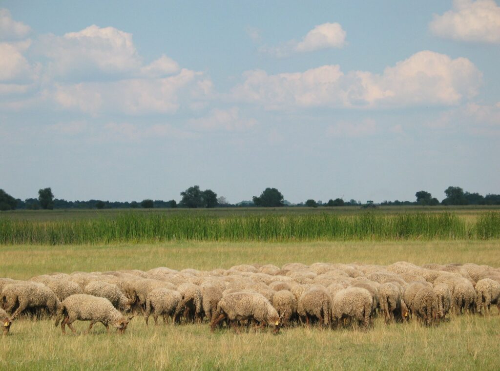 ホルトバージ国立公園：プスタ（大平原）