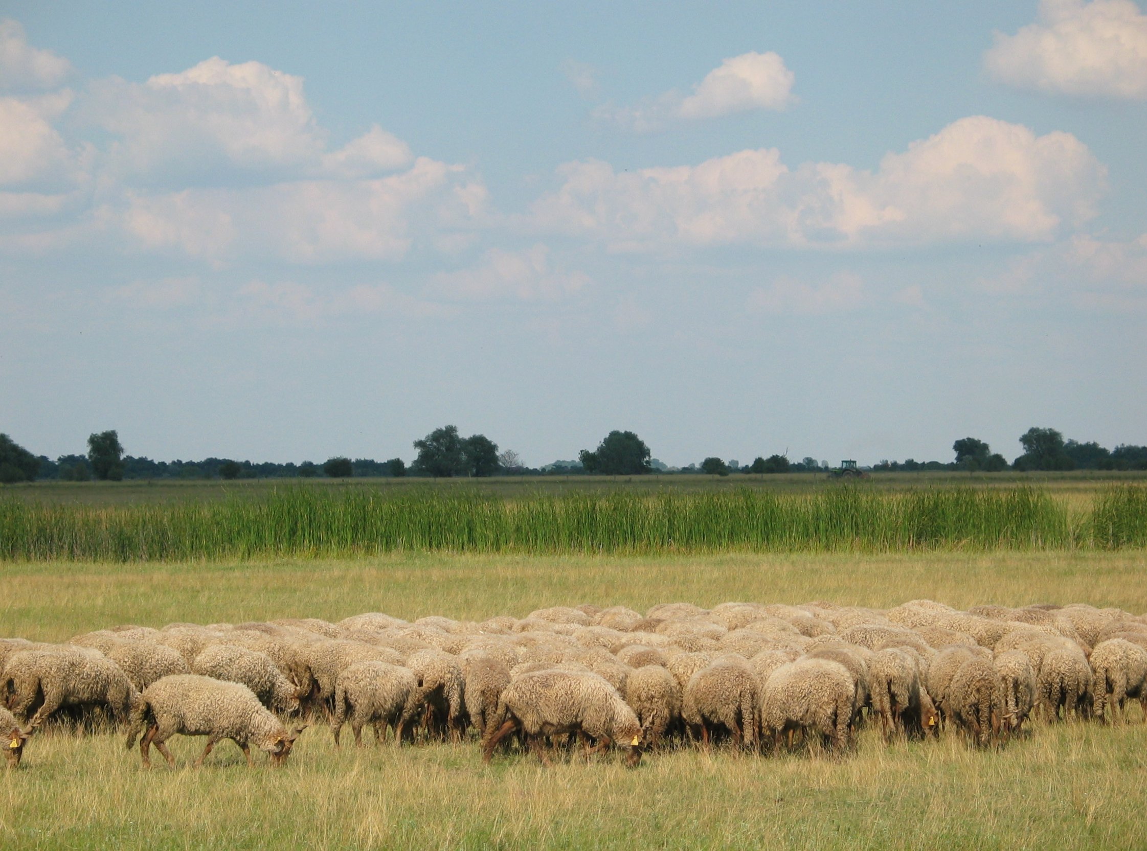 ホルトバージ国立公園：プスタ（大平原）
