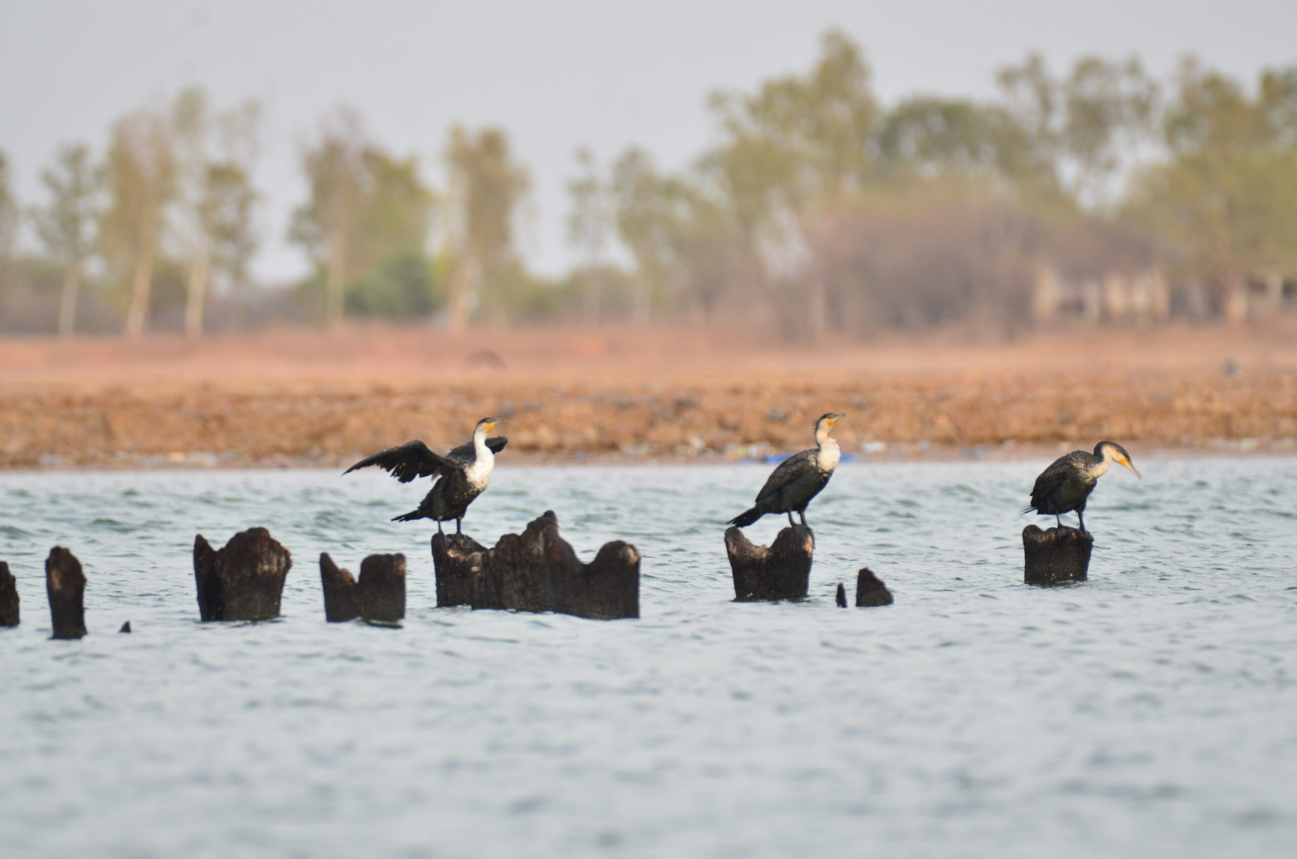 サルーム・デルタ
