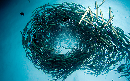 サンガネブ海洋国立公園とドゥンゴナブ湾－ムッカワル島海洋国立公園