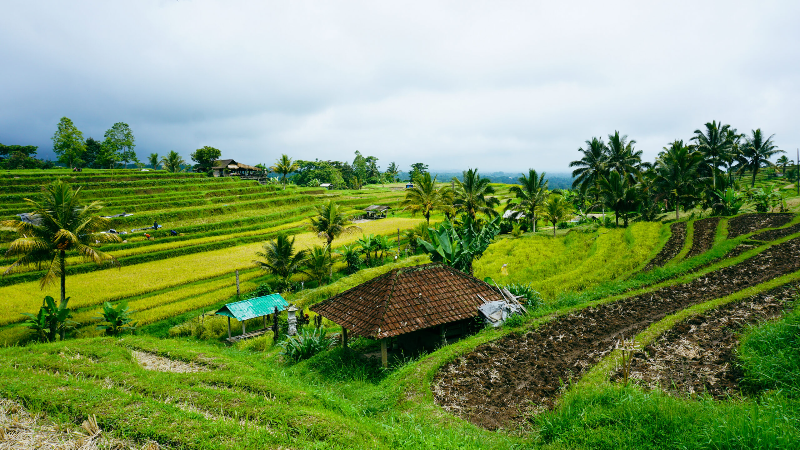 バリの文化的景観：バリ・ヒンドゥー哲学トリ・ヒタ・カラナを表す水利システム「スバック」
