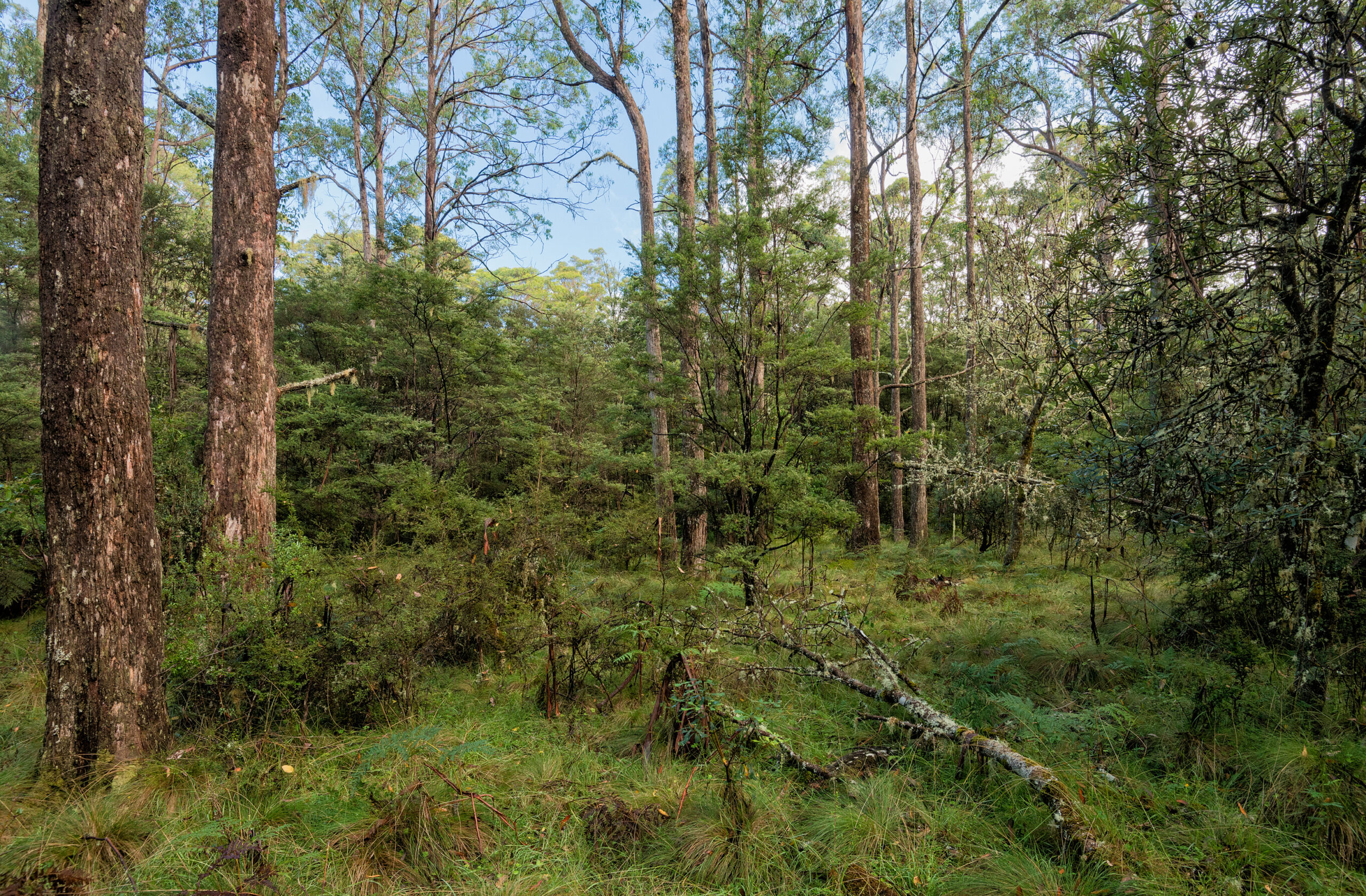 オーストラリアのゴンドワナ雨林