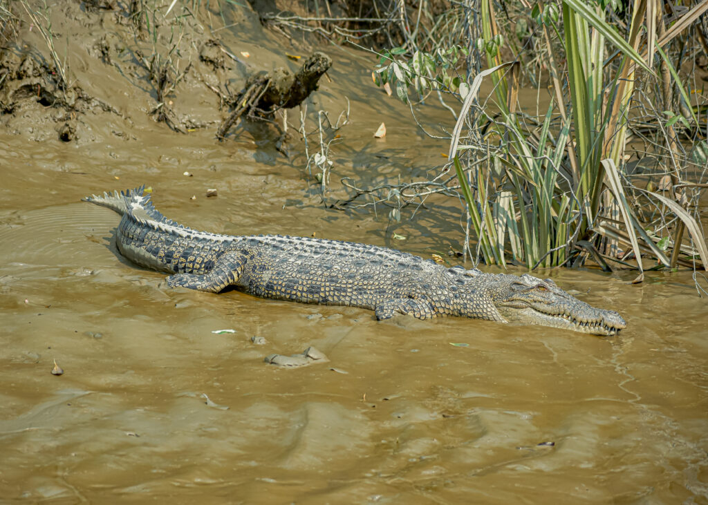 シュンドルボン