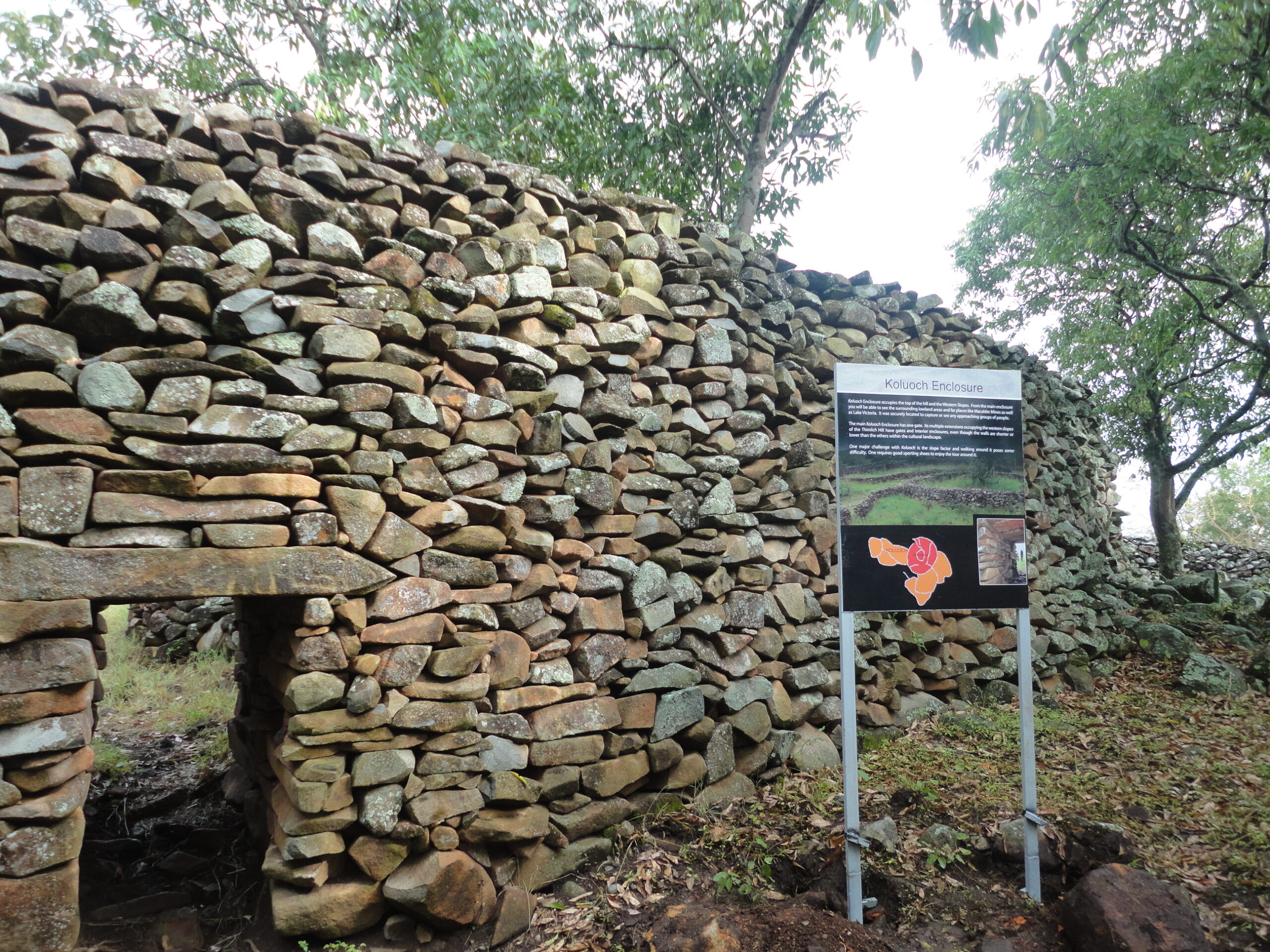 ティムリカ・オヒンガ