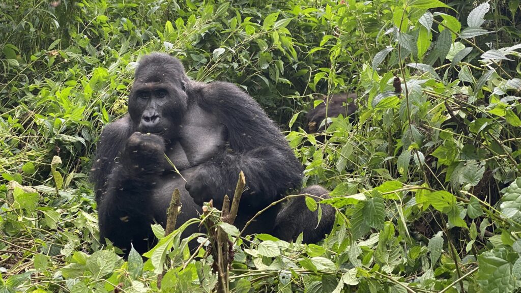 ヴィルンガ国立公園