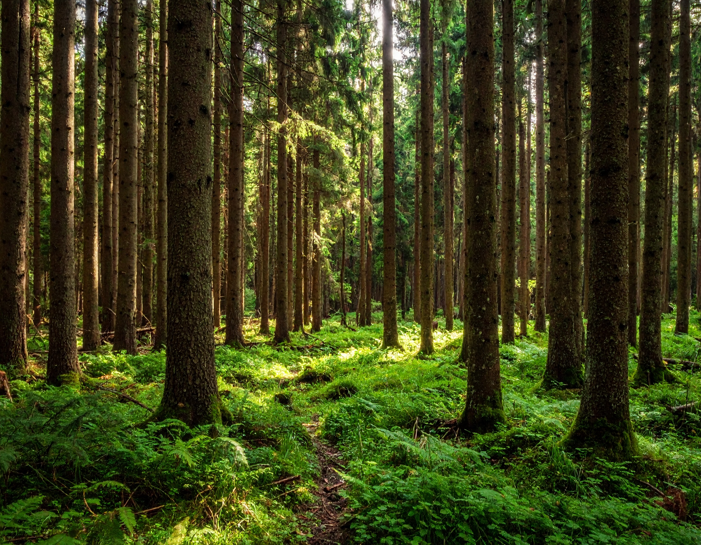 「ウィルダネス」とは何か？