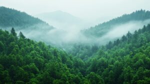 ヒルカニアの森