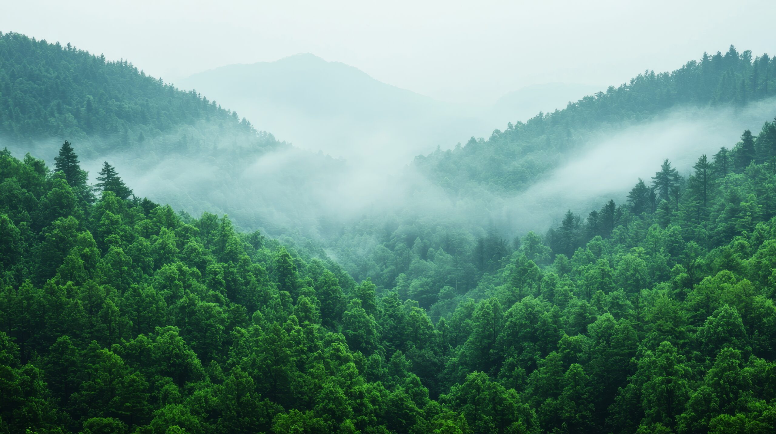 ヒルカニアの森